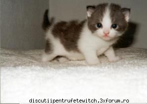 Feline - Pisica!!!!!!!!!!!!!!!!! - Animale